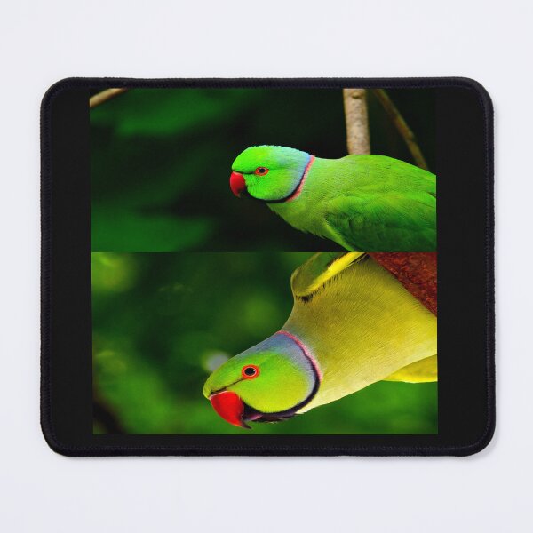 Item preview, Indian Ringneck Parakeet designed and sold by oxyten.