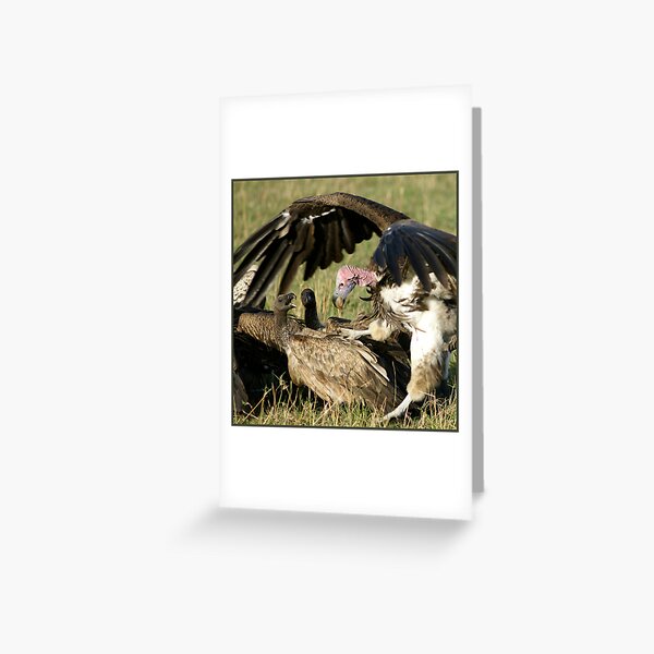 Vulture fight Carte de vœux