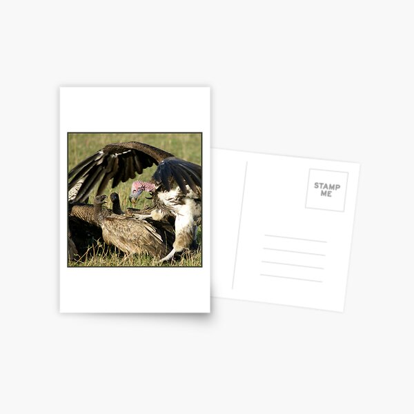 Vulture fight Postcard