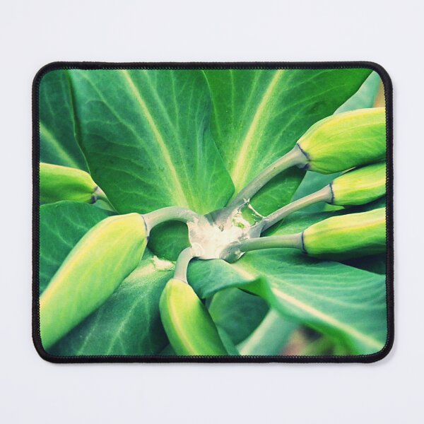 Item preview, Euphorbia designed and sold by lescreasdegaia.