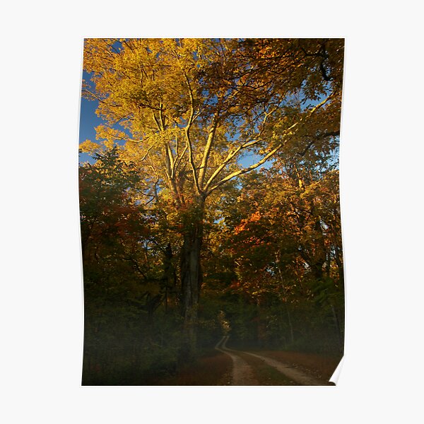 Leaves of Gold Poster