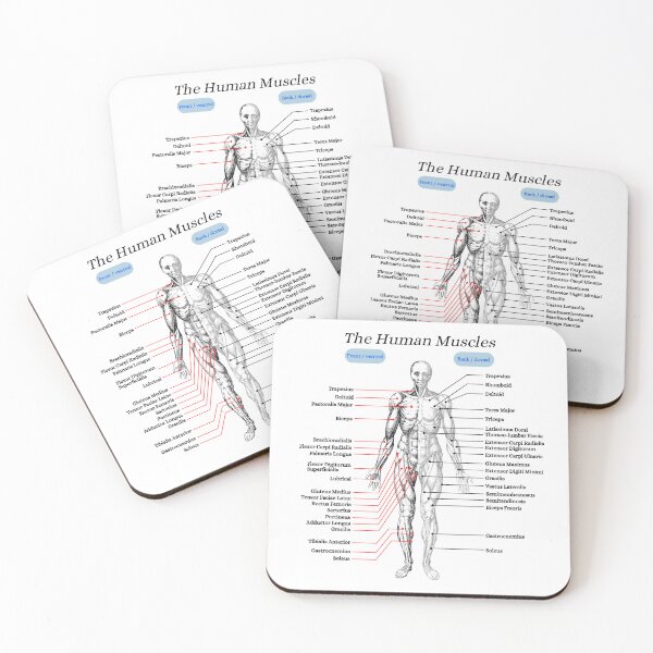 Item preview, The Human Muscles, anatomy, vintage designed and sold by DeVeauDesign.