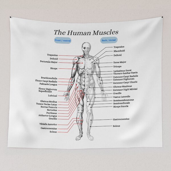 Item preview, The Human Muscles, anatomy, vintage designed and sold by DeVeauDesign.