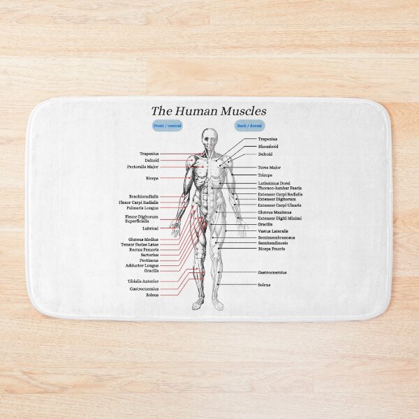 Item preview, The Human Muscles, anatomy, vintage designed and sold by DeVeauDesign.