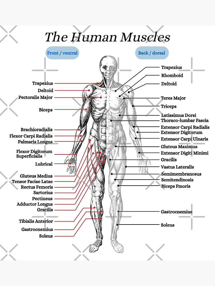 The Human Muscles, anatomy, vintage Poster for Sale by