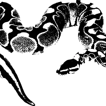 Artwork thumbnail, Ball Python  by xtie