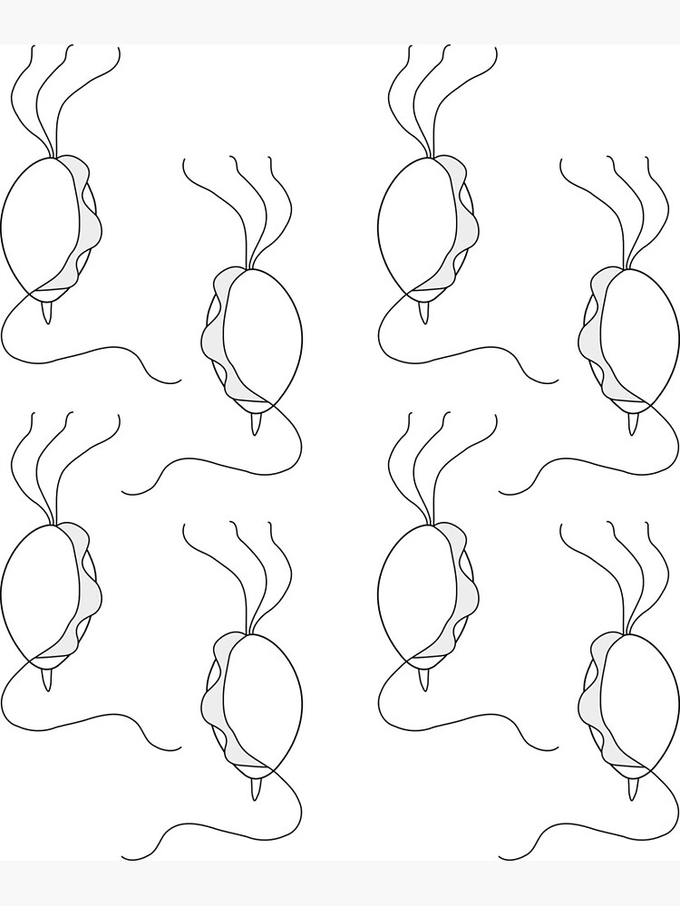tritrichomonas std