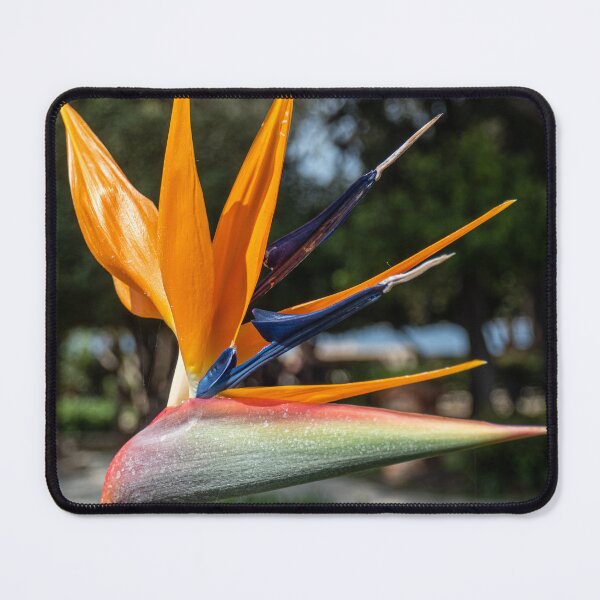 Item preview, Bird of Paradise Flower Strelitzia reginae, Art Print, Poster. nickbrayimages designed and sold by nickbrayimages.