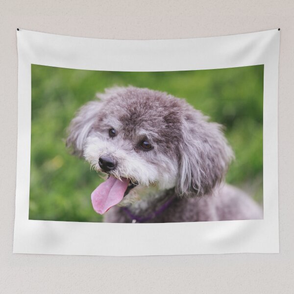 Item preview, Schnoodle Head Shot designed and sold by yhelfman.