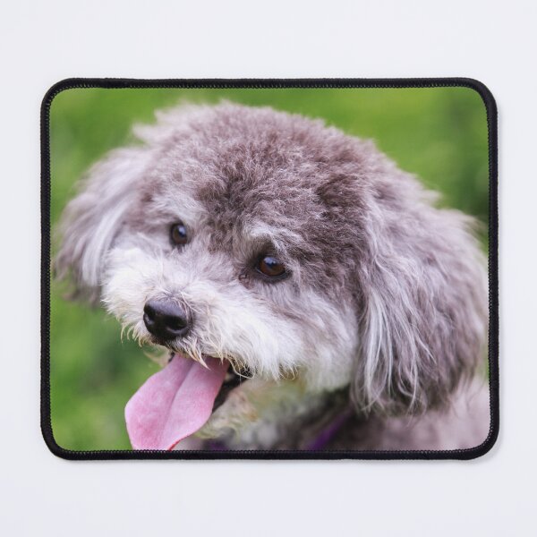 Item preview, Schnoodle Head Shot designed and sold by yhelfman.