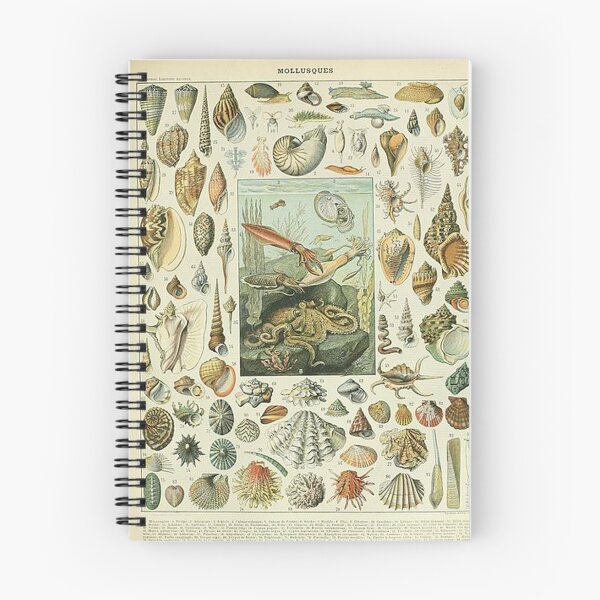 Aperçu de l'œuvre Mollusques d'Adolphe Millot créée et vendue par tomorrowsart.