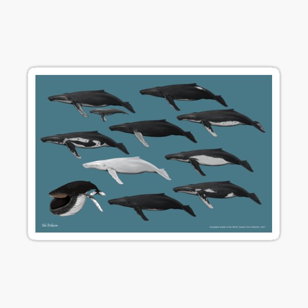 Humpback whale colouration, blue background Sticker