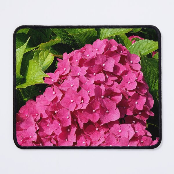 Item preview, Pink Hydrangea in bright sunshine designed and sold by Fashion through the ages.