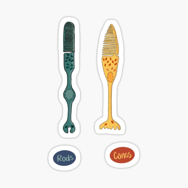 Item preview, Photoreceptor Rods and Cones designed and sold by stutipatel.