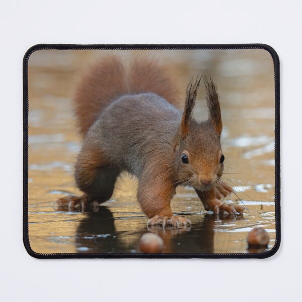 Item preview, red squirrel on ice designed and sold by Nicole W..