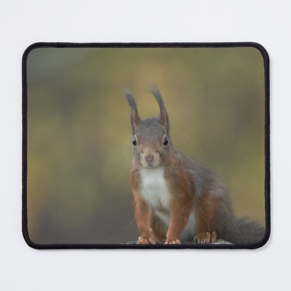 Item preview, red squirrel designed and sold by Nicole W..