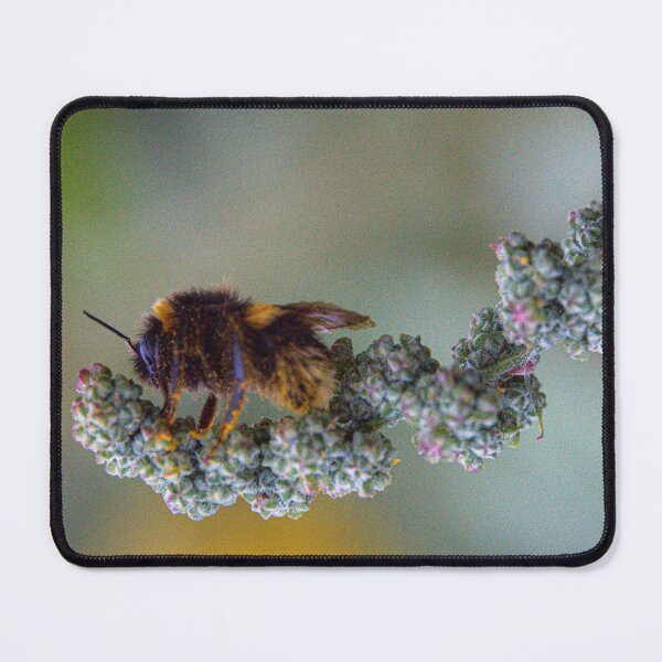 Item preview, Buff Tailed Bumblebee designed and sold by N-JPhotography.