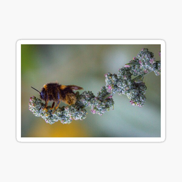 Item preview, Buff Tailed Bumblebee designed and sold by N-JPhotography.