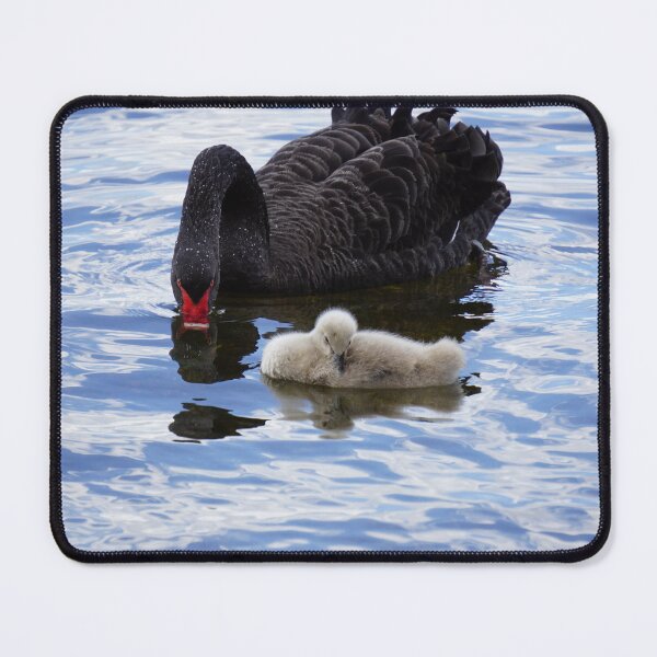 Item preview, Black swan and cygnet designed and sold by charlienelson.