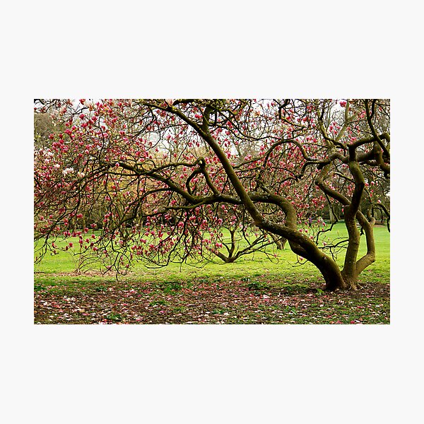 Item preview, Nature´s tranquillity... designed and sold by Carlos Neto.