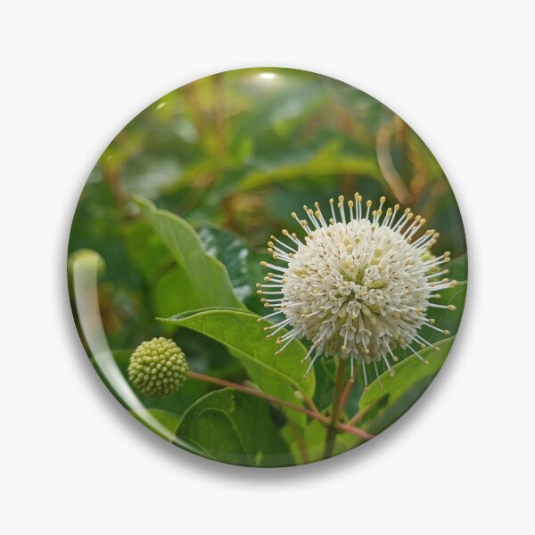 Item preview, Button Bush designed and sold by Jkund19.