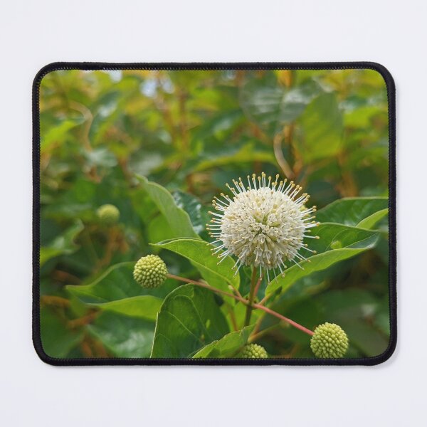 Item preview, Button Bush designed and sold by Jkund19.