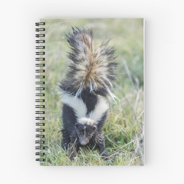 Item preview, Striped Skunk in defensive spraying posture designed and sold by yhelfman.
