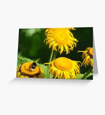 Summer Buzzing Greeting Card