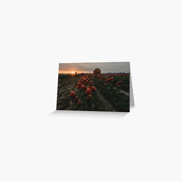 Tulips at Dawn Greeting Card