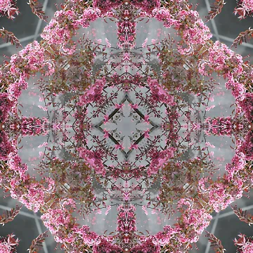 Artwork thumbnail, Pink Roses Pattern 1 by Patterns4Nature