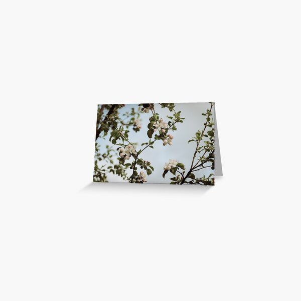 Blossoms Greeting Card