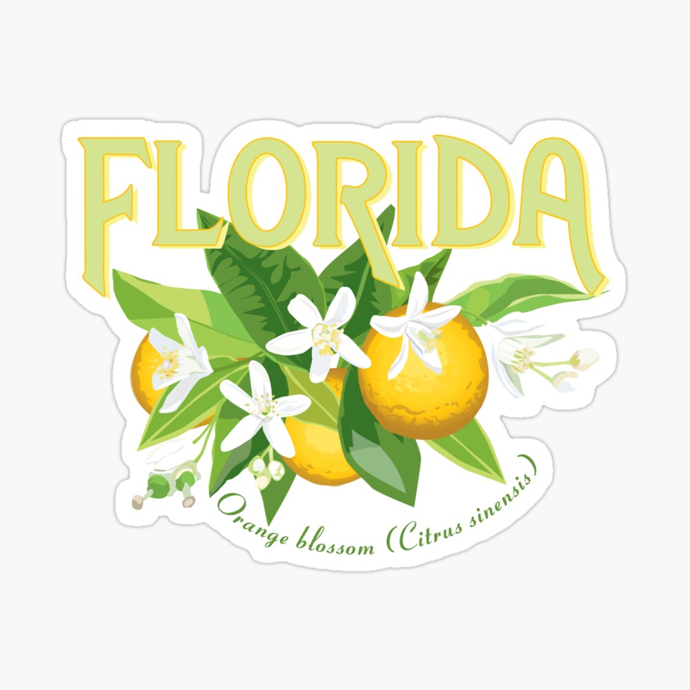 Get to Know Florida's State Flower – The Orange Blossom
