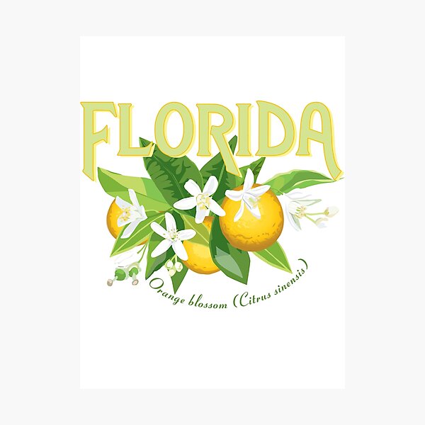"Florida State Flower, Orange Blossom" Photographic Print for Sale by