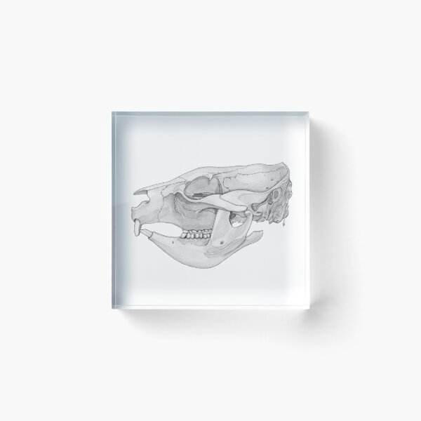 Item preview, Wombat skull designed and sold by GorgeousScience.