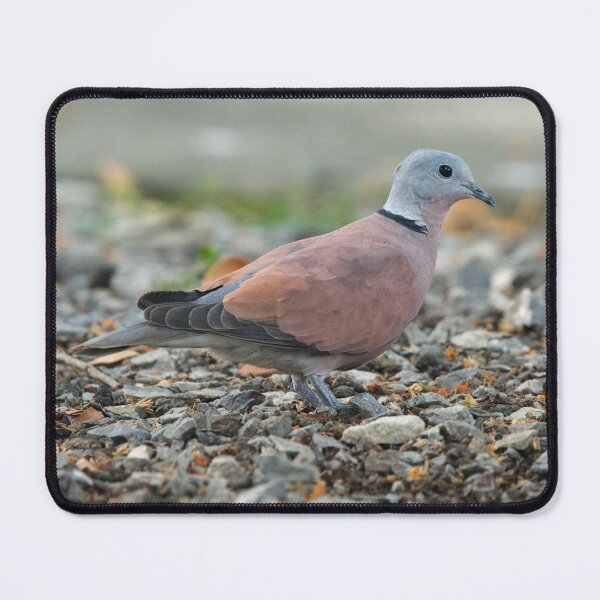 Item preview, Red Collared-Dove designed and sold by hamsambly.