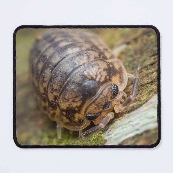Item preview, A furious looking woodlouse designed and sold by AvonPerception.