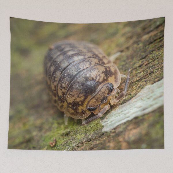 Item preview, A furious looking woodlouse designed and sold by AvonPerception.