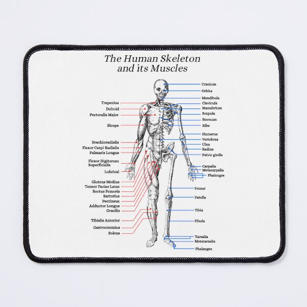 Item preview, The Human Skeleton and its Muscles, anatomy, vintage designed and sold by DeVeauDesign.