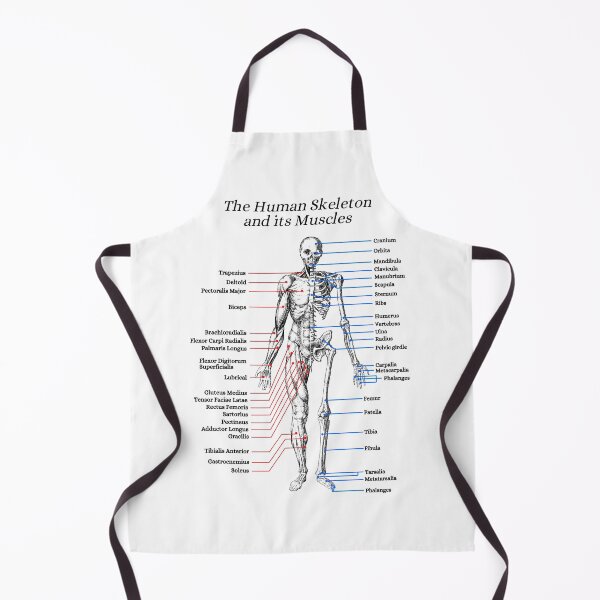 Item preview, The Human Skeleton and its Muscles, anatomy, vintage designed and sold by DeVeauDesign.