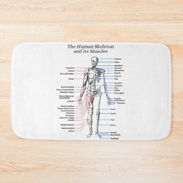 Item preview, The Human Skeleton and its Muscles, anatomy, vintage designed and sold by DeVeauDesign.