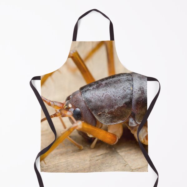 Item preview, A camel/camelback cricket (Rhaphidophoridae) designed and sold by AvonPerception.