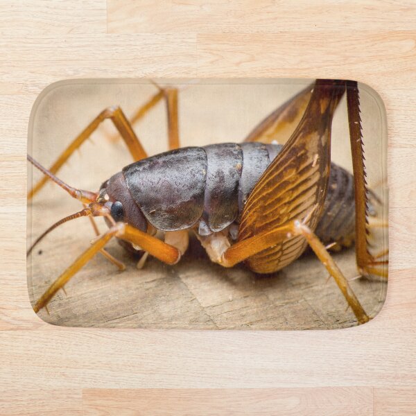 Item preview, A camel/camelback cricket (Rhaphidophoridae) designed and sold by AvonPerception.