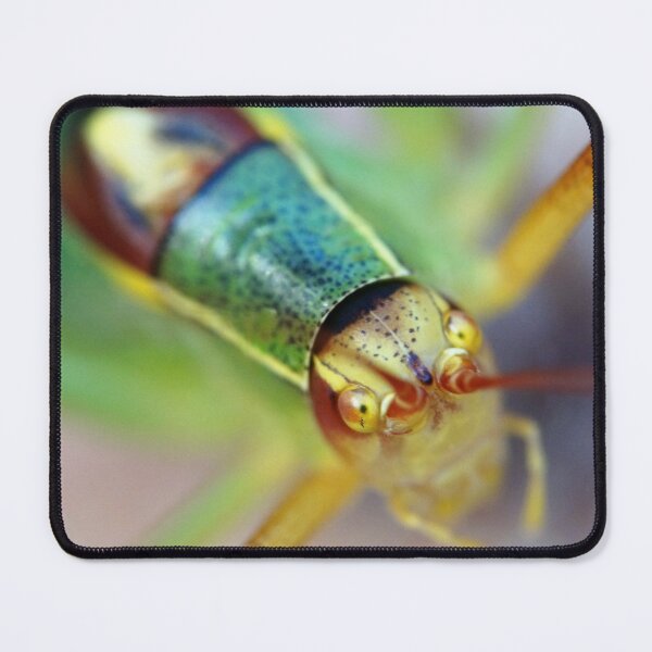 Item preview, Face to Face designed and sold by Kankobasu.