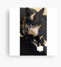 PUSS PUSS Metal Print