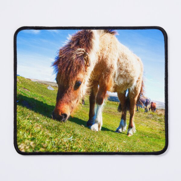 Item preview, Dartmoor Ponies, Devon, UK designed and sold by Paul Thompson Photography.