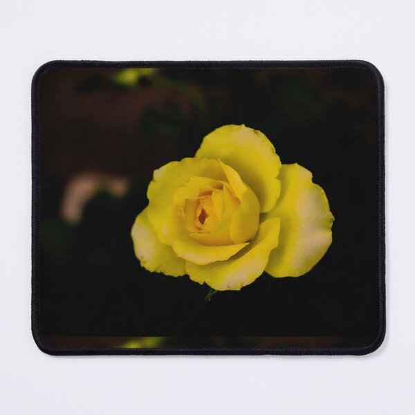 Item preview, single yellow rose blossom on black background designed and sold by kall3bu.