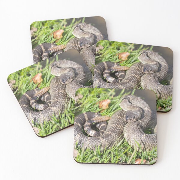 Item preview, Angry Northern Pacific Rattlesnake in defensive posture designed and sold by yhelfman.
