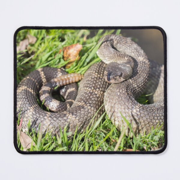 Item preview, Angry Northern Pacific Rattlesnake in defensive posture designed and sold by yhelfman.