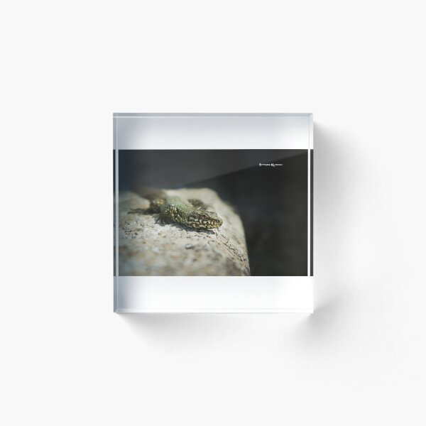 The Lizard King on The Spot Acrylic Block