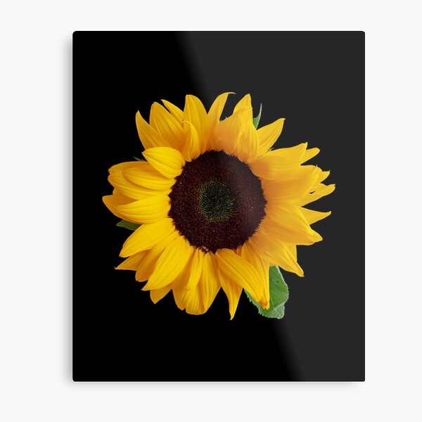 Item preview,  sunflower bouquet, flower garden Sticker  designed and sold by TamouStyle.